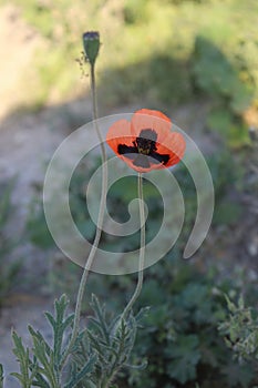 Beautiful and unnatural red-black steppe poppy