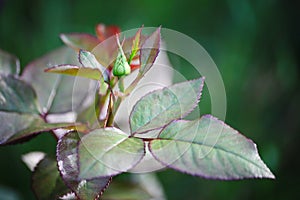 Beautiful unopened Bud with leaves. Dark red dressing garden green tea rose.