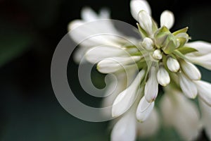 Beautiful unopened unknown white wild plant close up