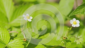 Beautiful unripe strawberries growing on in garden. Strawberry plant flower and fruit growing in garden. Close up.
