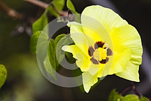 A beautiful, unspoiled Yellow Flower