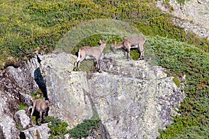 Three alpine ibex grazing on steep rocks