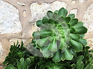 Beautiful unusual green flower growing in Israel and Egypt