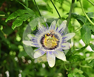 Beautiful and unusual passion flower.