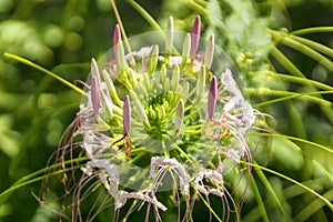 Beautiful unusual royal flower in subtropics