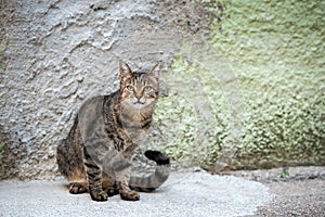 A beautiful urban photograph of a stray cat sitting on the sidewalk