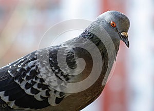 Beautiful urban pigeon