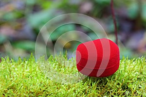 Beautiful valentine's day heart on the moss