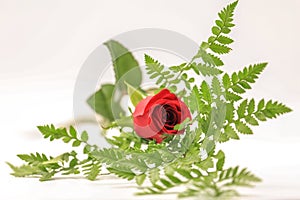 Beautiful valentines day red roses with green leave