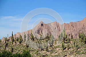 Beautiful valley with cactus in South America