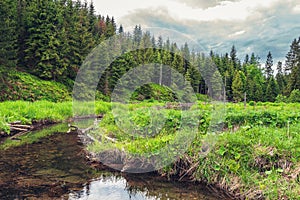 A beautiful valley in the Little Beskids in Poland. River backwaters. Mountains covered with spruce trees. Wild grass in the