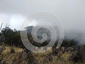 The Beautiful Valley and Meadow