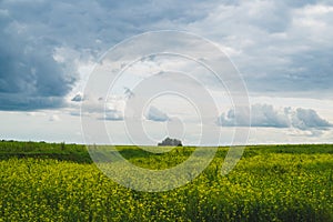 Beautiful valley. way through green meadows and hills. yellow flowering field. nature landscape with horizon