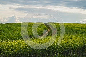 Beautiful valley. way through green meadows and hills. yellow flowering field. nature landscape with horizon