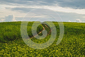 Beautiful valley. way through green meadows and hills. yellow flowering field. nature landscape with horizon