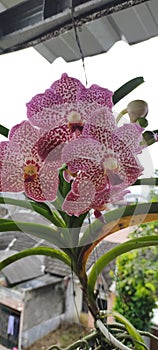 Beautiful Vanda orchid