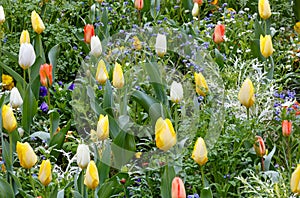 Beautiful varicolored tulips. Nature background.