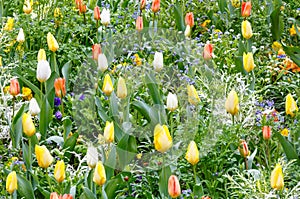 Beautiful varicolored tulips. Nature background.