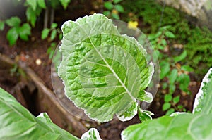 The beautiful variegated cabbage leaf growing photo