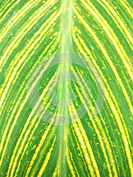 beautiful variegated green and yellow colored canna lily leaf motif