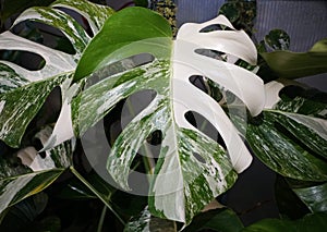Beautiful variegated leaf of Monstera Albo Borsigiana, a popular tropical houseplant photo