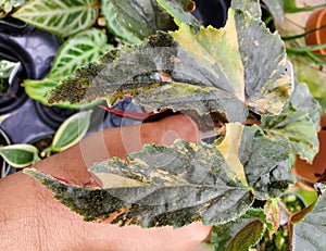 Beautiful variegated leaves of Begonia Ginny Galaxy