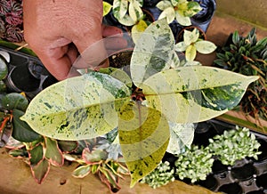 Beautiful variegated leaves of Ficus Elastica Shivereana