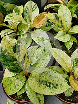 Beautiful variegated leaves of Ficus Elastica Shivereana