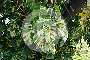 Beautiful variegated leaves of Giant Hawaiian Pothos climbing on top of a tree