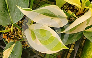 Beautiful variegated leaves of Philodendron Hederaceum Gabby, an expensive houseplant photo