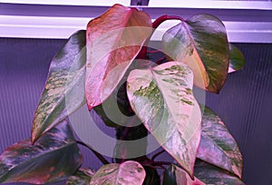 Beautiful variegated leaves of Philodendron Strawberry Shake, a rare houseplant