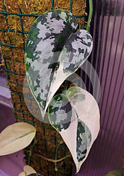 Beautiful variegated leaves and shingling plant of Scindapsus Mayari, a rare tropical plant photo