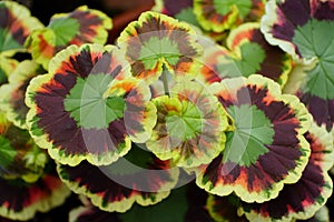 Beautiful variegated leaves of Zonal Geranium `Mr Henry Cox` plant