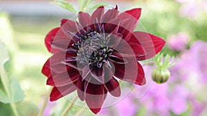 Beautiful varietal Red Dahlia close-up on flower bed. Dahlia flower swaying in the wind.