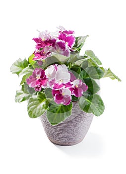 Beautiful variety of African Violet Saintpaulia ionantha in gray flowerpot isolated on white background