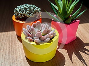 Beautiful various geometric concrete planters with cactus, flower and succulent plant. Colorful painted concrete pots for home