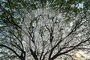 Beautiful vast natural abstract silhouette pattern of giant raintree branches with fresh abundance green leaves and clear blue sky