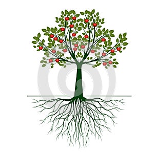 Beautiful Vector Apple Tree on white background with Roots. Vector Illustration and concept pictogram
