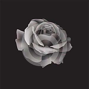 beautiful vector black rose