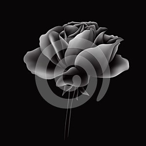 beautiful vector black rose