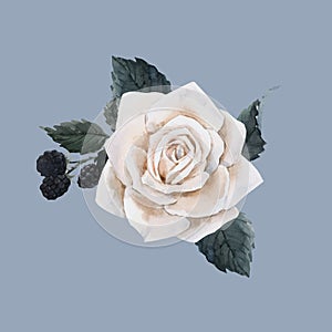 Beautiful vector bouquet composition with watercolor white rose and blackberry. Stock illustration.