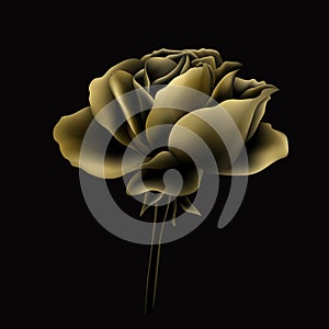 beautiful vector gold rose