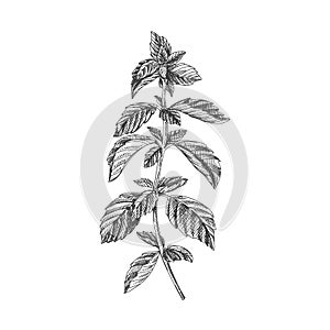 Beautiful vector hand drawn tea herb Illustration.