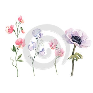 Beautiful vector watercolor floral set with anemone and sweet pea flowers. Stock illustration. photo