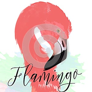 Beautiful vector illustration drawn pink flamingo