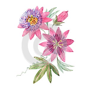 Beautiful vector image with watercolor summer pink passionflower painting. Stock illustration. photo