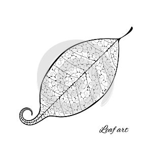 Beautiful Vector leaf isolated