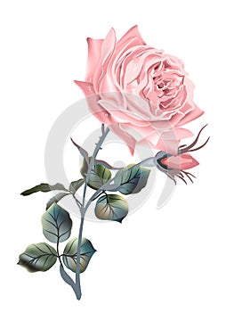 Beautiful vector pink English rose in vintage antique high detailed style