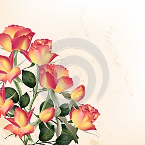 Beautiful vector roses on a grunge white background