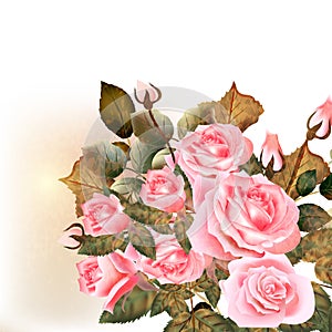 Beautiful vector roses painted in watercolor vintage style